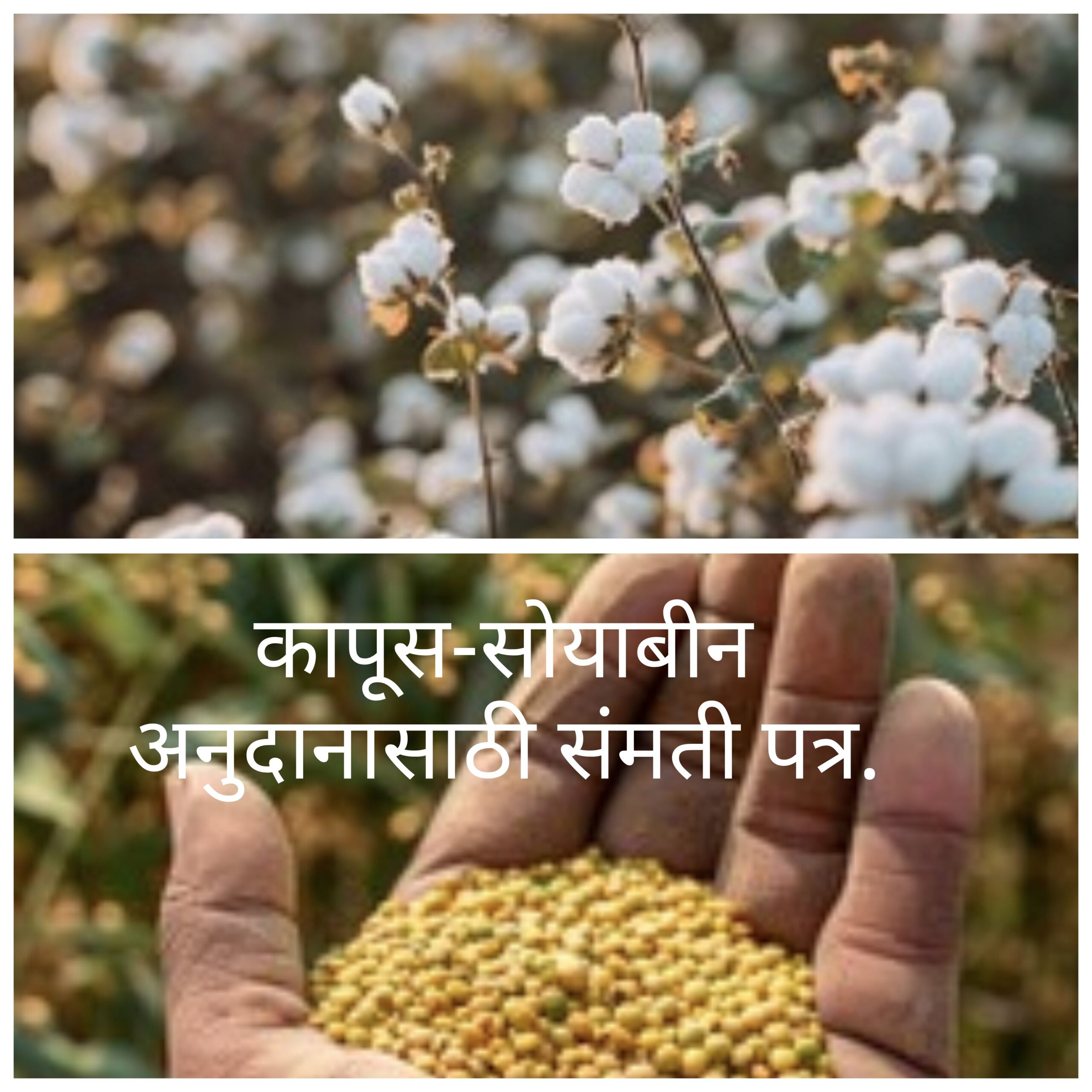 कापूस-सोयाबीन अनुदानासाठी संमती पत्र.