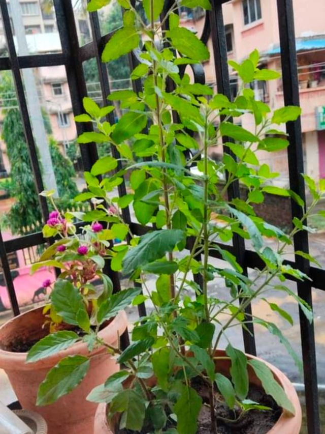 तुमच्या घरासमोर तुळस कोणती आहे? हे जाणून घ्या